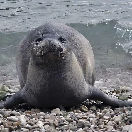 Lusyhouse Vakantiehuis Pula